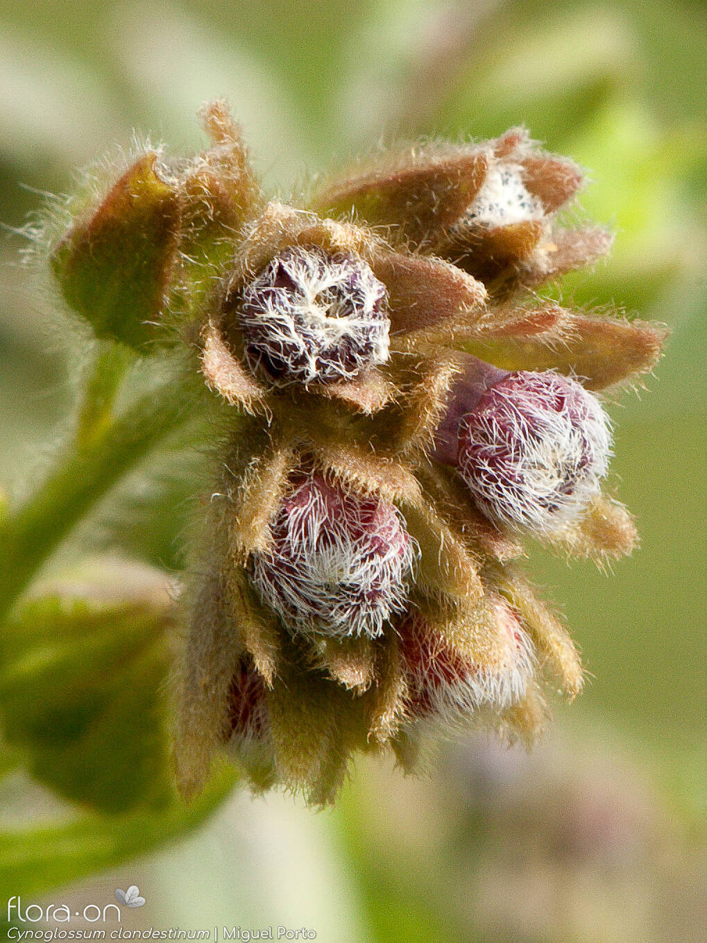 Cynoglossum clandestinum - Flor (close-up) | Miguel Porto; CC BY-NC 4.0