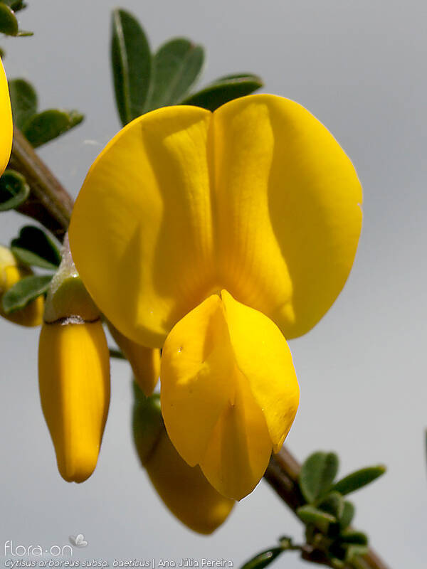 Cytisus arboreus baeticus - Flor (close-up) | Ana Júlia Pereira; CC BY-NC 4.0