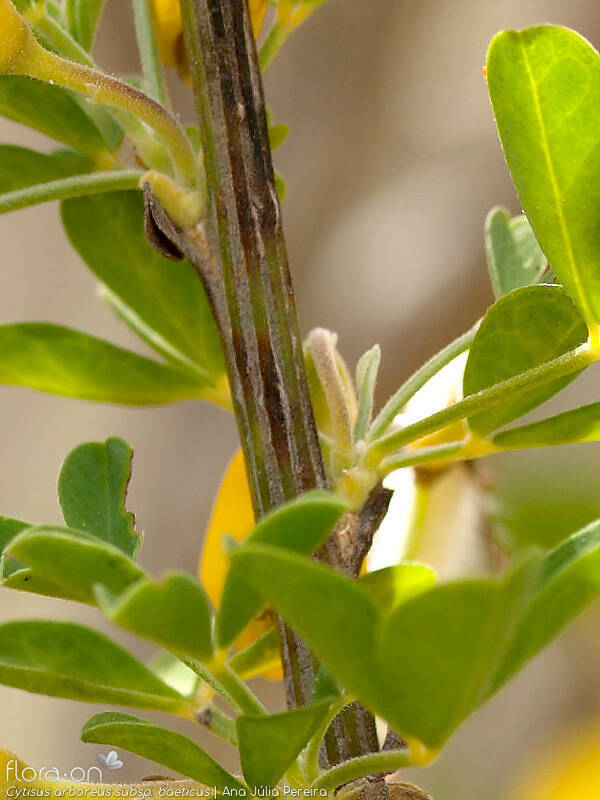 Cytisus arboreus baeticus - Caule | Ana Júlia Pereira; CC BY-NC 4.0