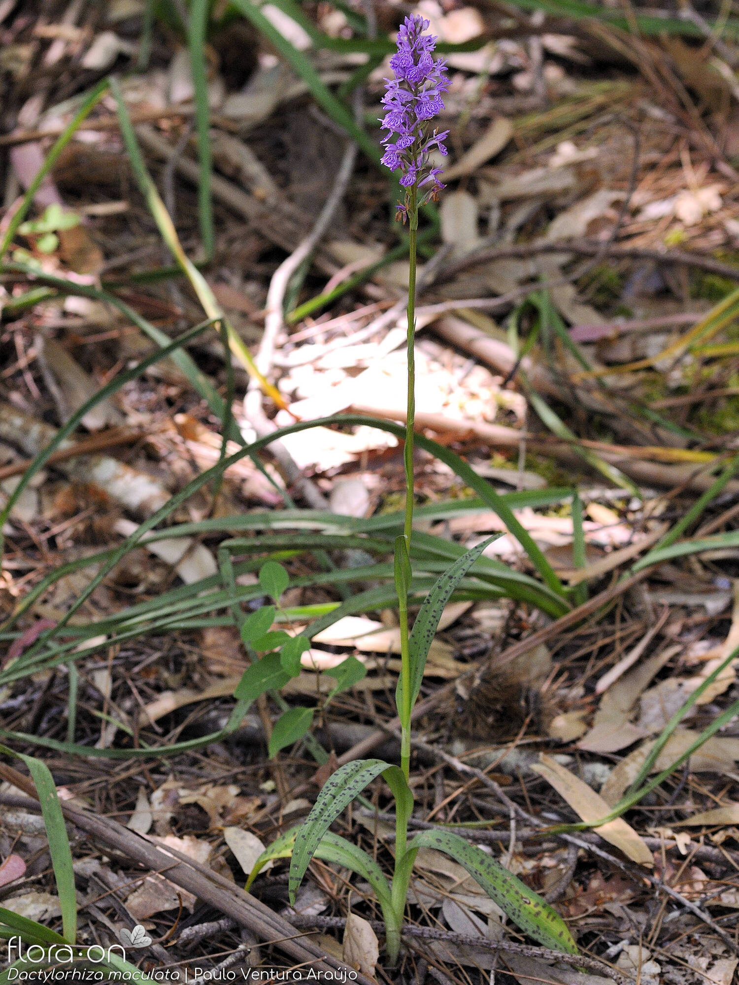 Dactylorhiza maculata - Hábito | Paulo Ventura Araújo; CC BY-NC 4.0