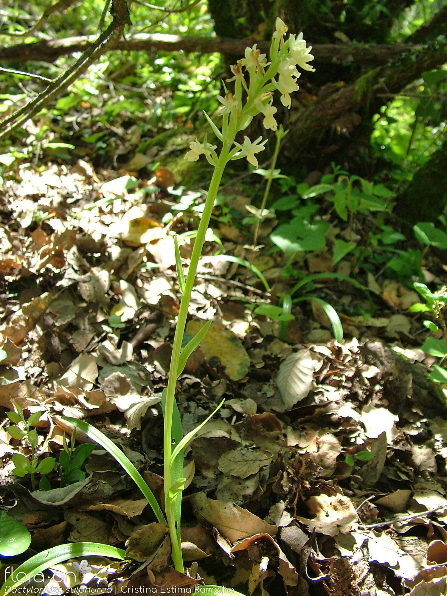 Dactylorhiza sulphurea - Hábito | Cristina Estima Ramalho; CC BY-NC 4.0