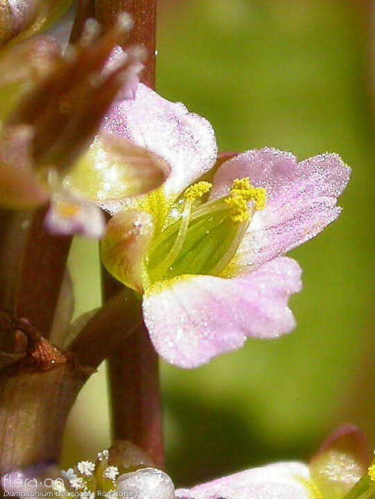 Damasonium bourgaei - Flor (close-up) | Ron Porley; CC BY-NC 4.0