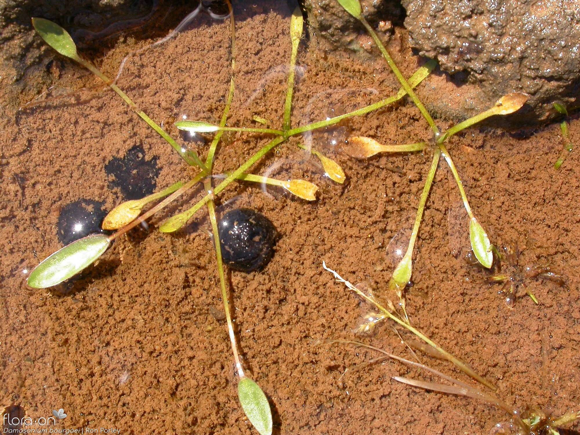 Damasonium bourgaei - Folha (geral) | Ron Porley; CC BY-NC 4.0