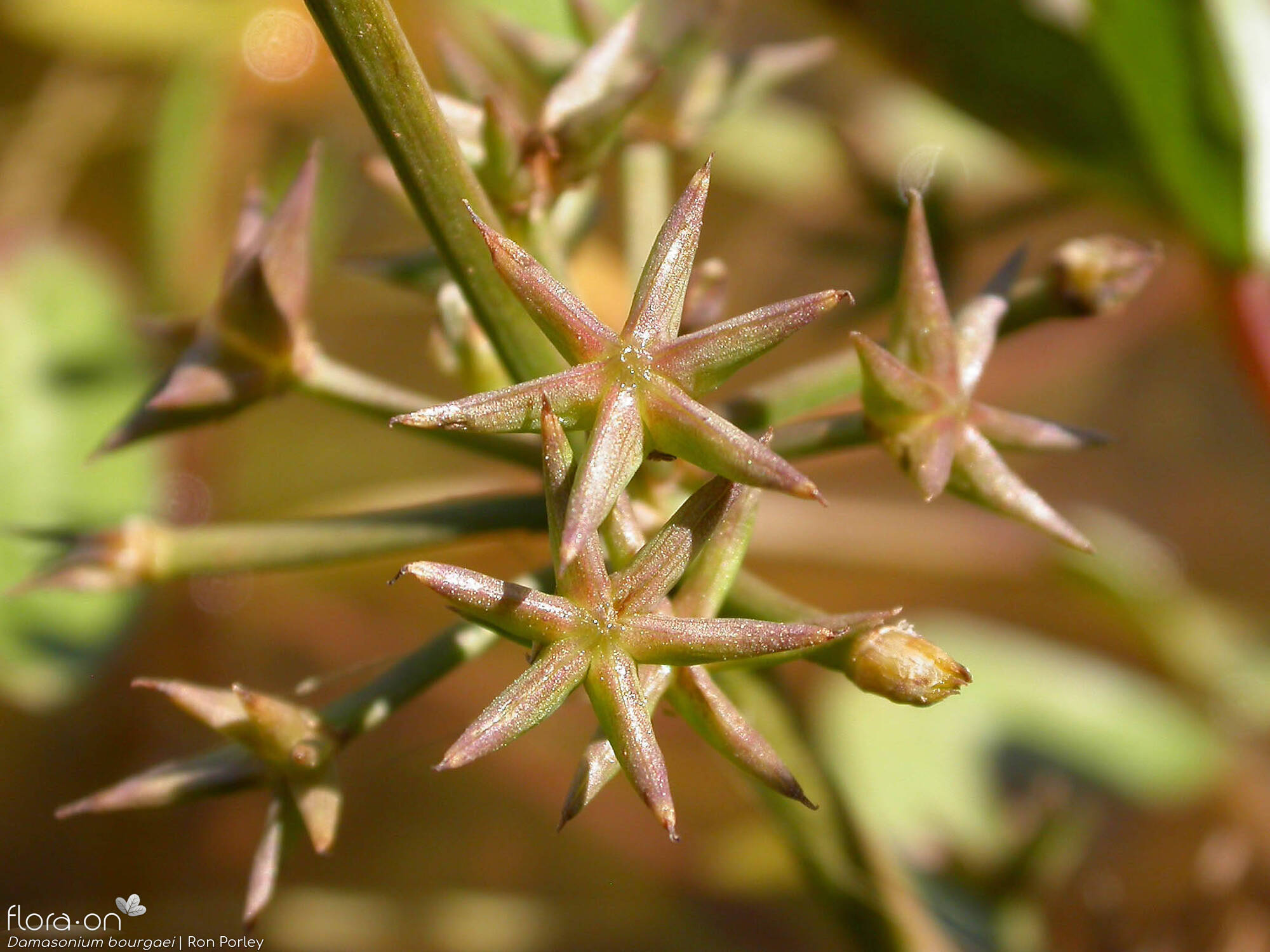 Damasonium bourgaei - Fruto | Ron Porley; CC BY-NC 4.0