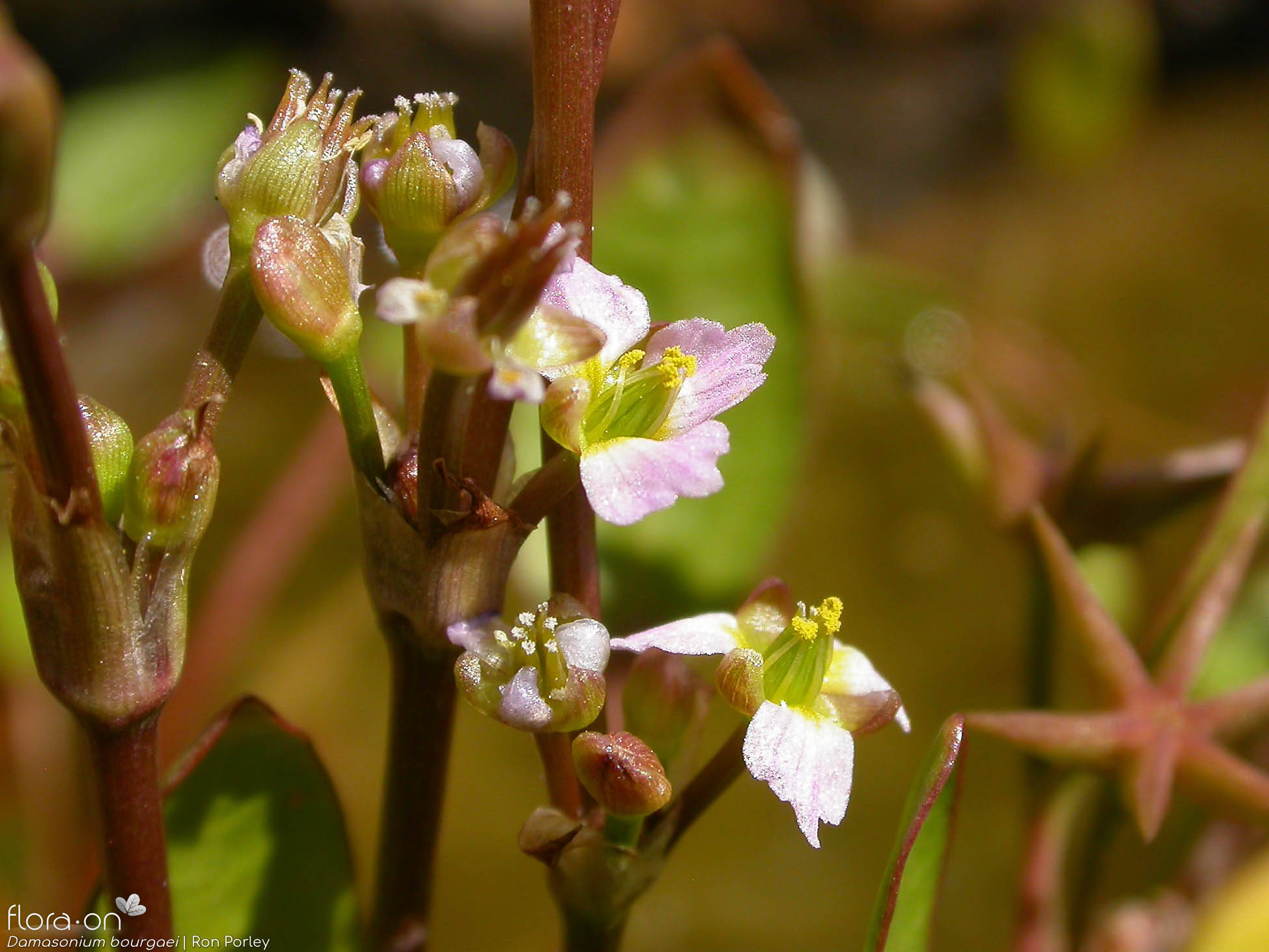 Damasonium bourgaei - Flor (geral) | Ron Porley; CC BY-NC 4.0