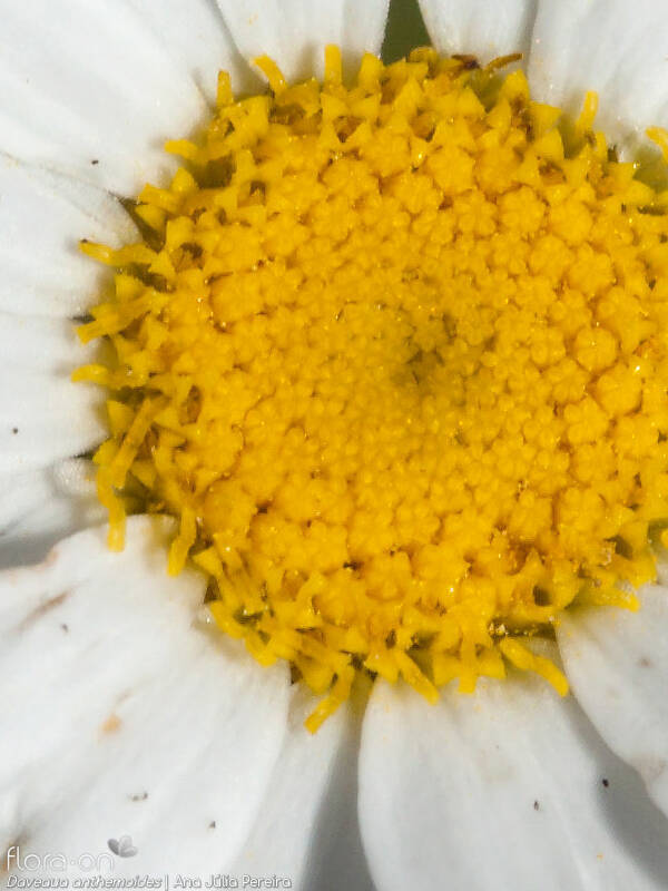 Daveaua anthemoides - Flor (close-up) | Ana Júlia Pereira; CC BY-NC 4.0