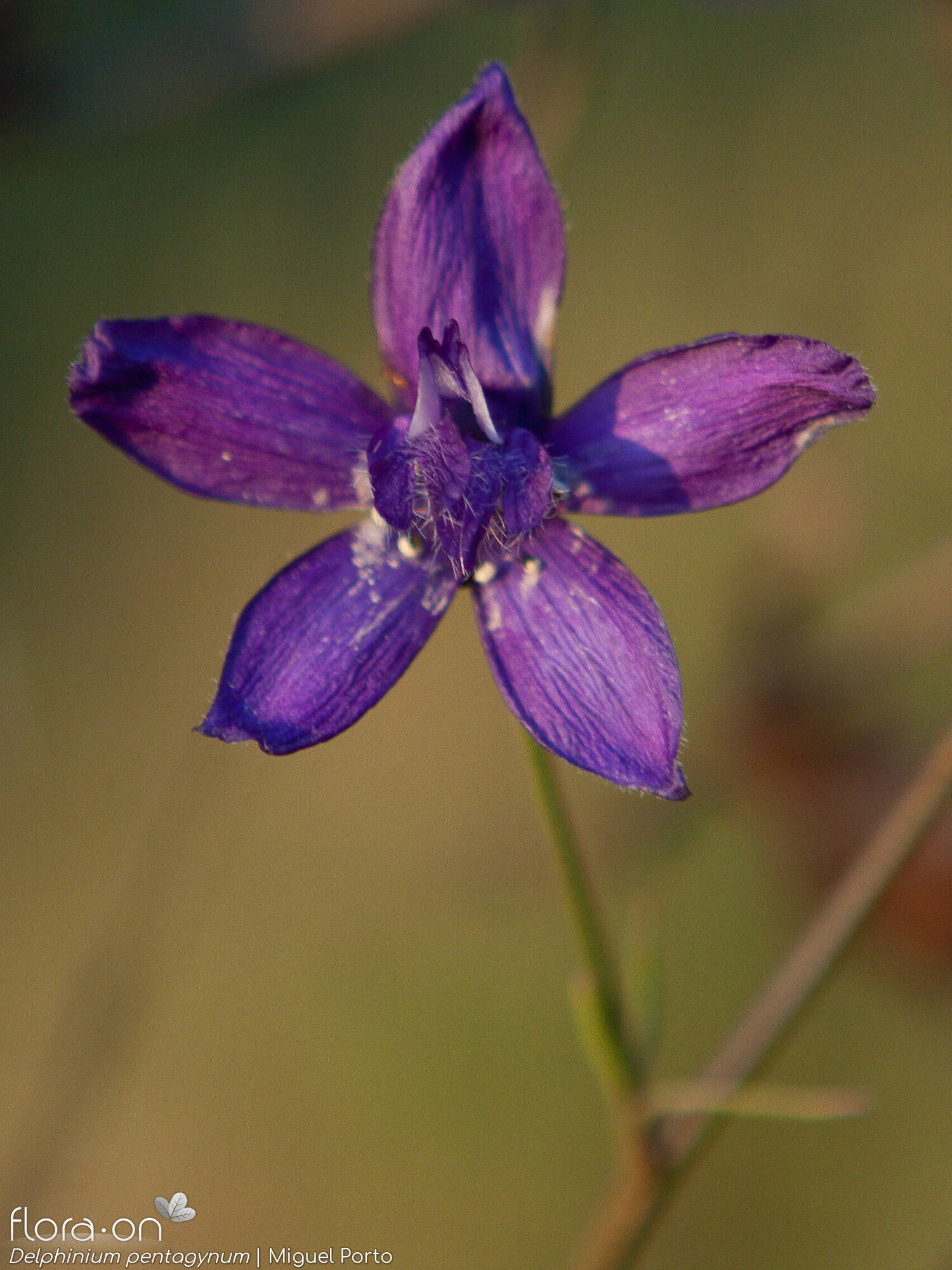 Delphinium pentagynum - Flor (close-up) | Miguel Porto; CC BY-NC 4.0