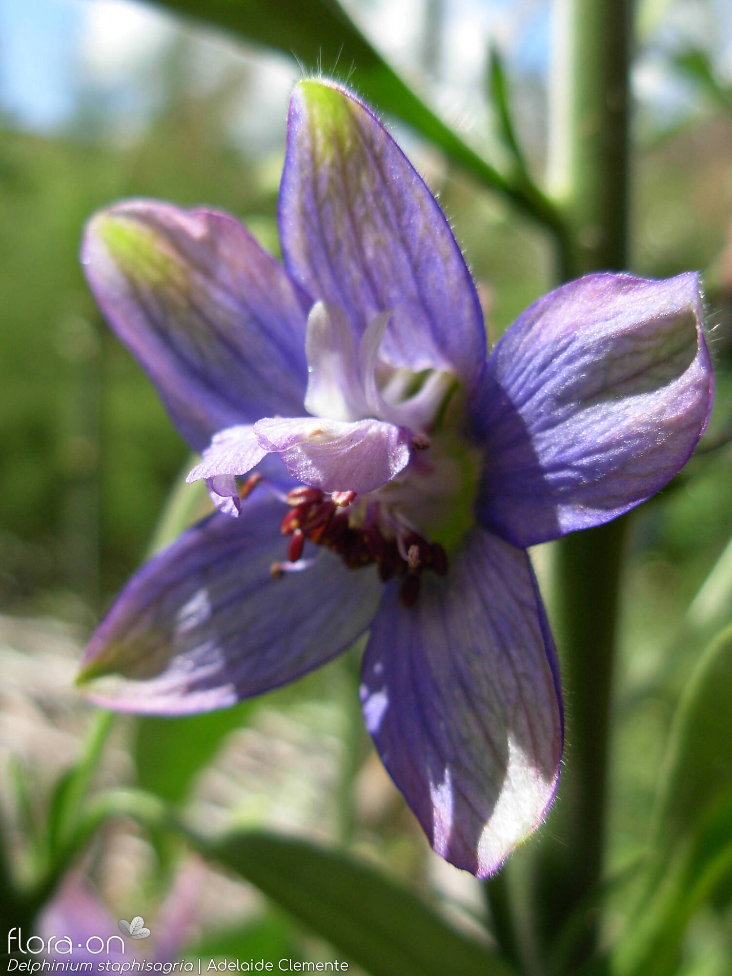 Delphinium staphisagria - Flor (close-up) | Adelaide Clemente; CC BY-NC 4.0