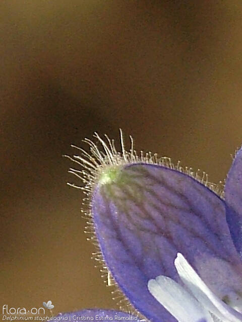 Delphinium staphisagria - Flor (close-up) | Cristina Estima Ramalho; CC BY-NC 4.0