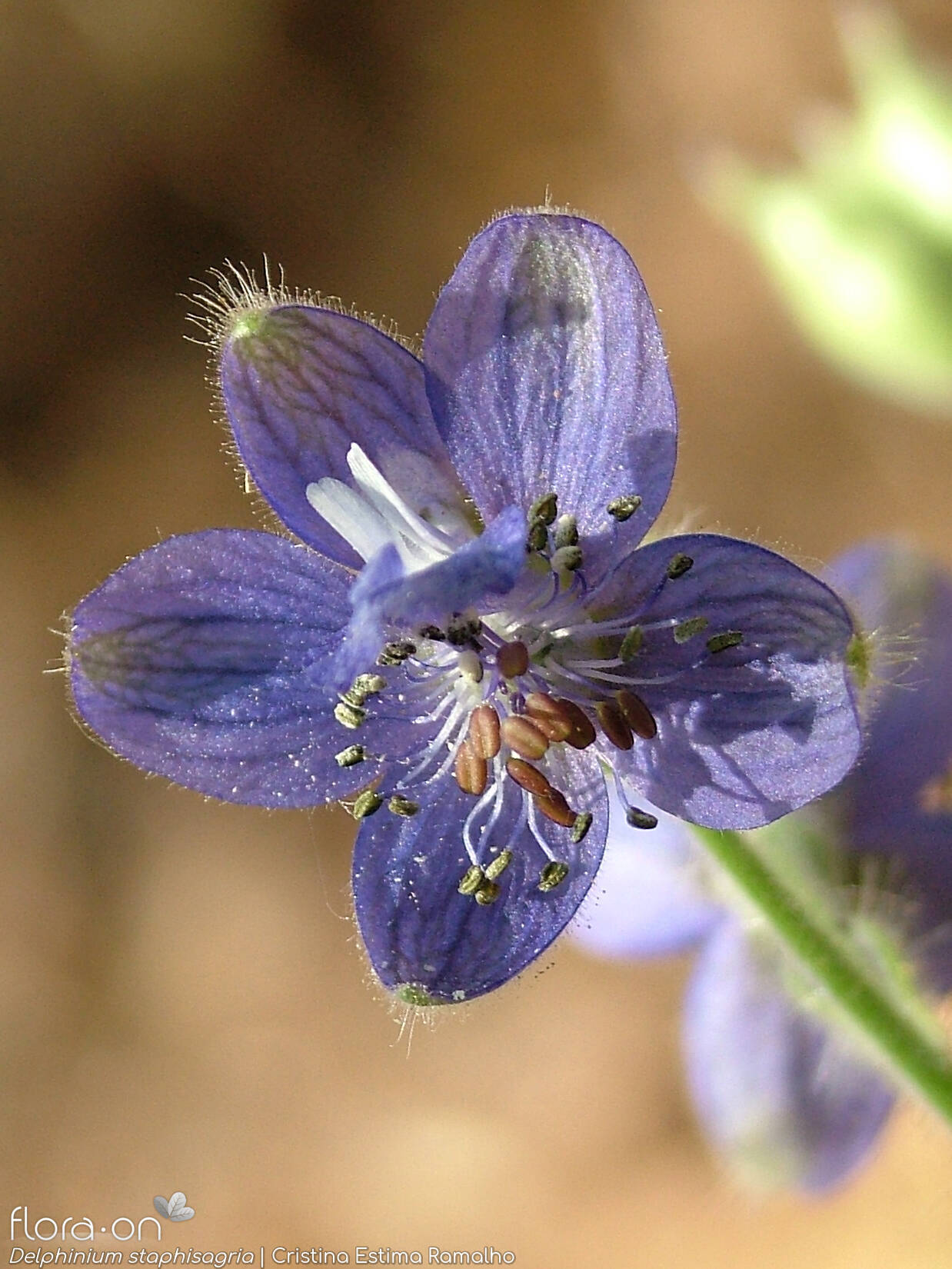 Delphinium staphisagria - Flor (close-up) | Cristina Estima Ramalho; CC BY-NC 4.0