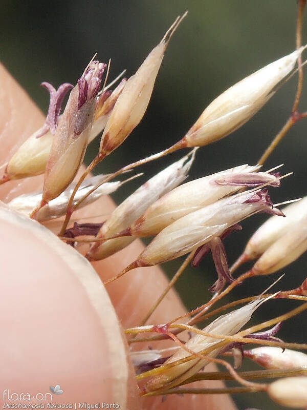 Deschampsia flexuosa - Espigueta | Miguel Porto; CC BY-NC 4.0