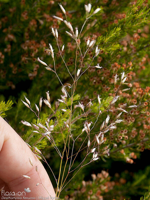 Deschampsia flexuosa - Flor (geral) | Miguel Porto; CC BY-NC 4.0