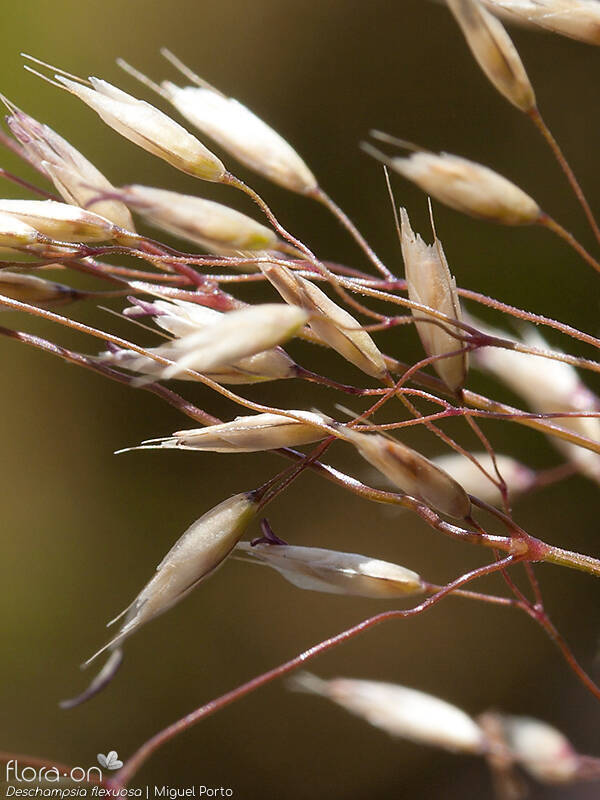 Deschampsia flexuosa - Flor (close-up) | Miguel Porto; CC BY-NC 4.0