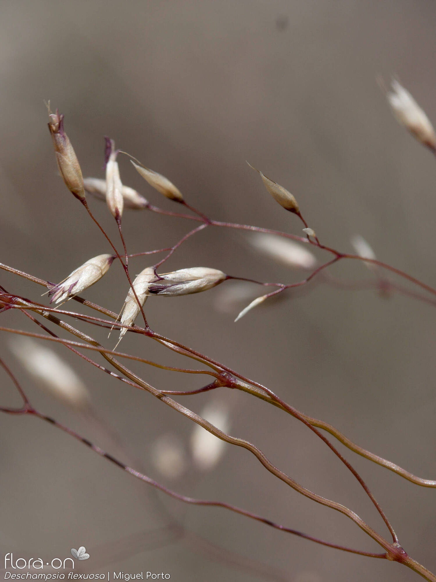 Deschampsia flexuosa - Flor (close-up) | Miguel Porto; CC BY-NC 4.0