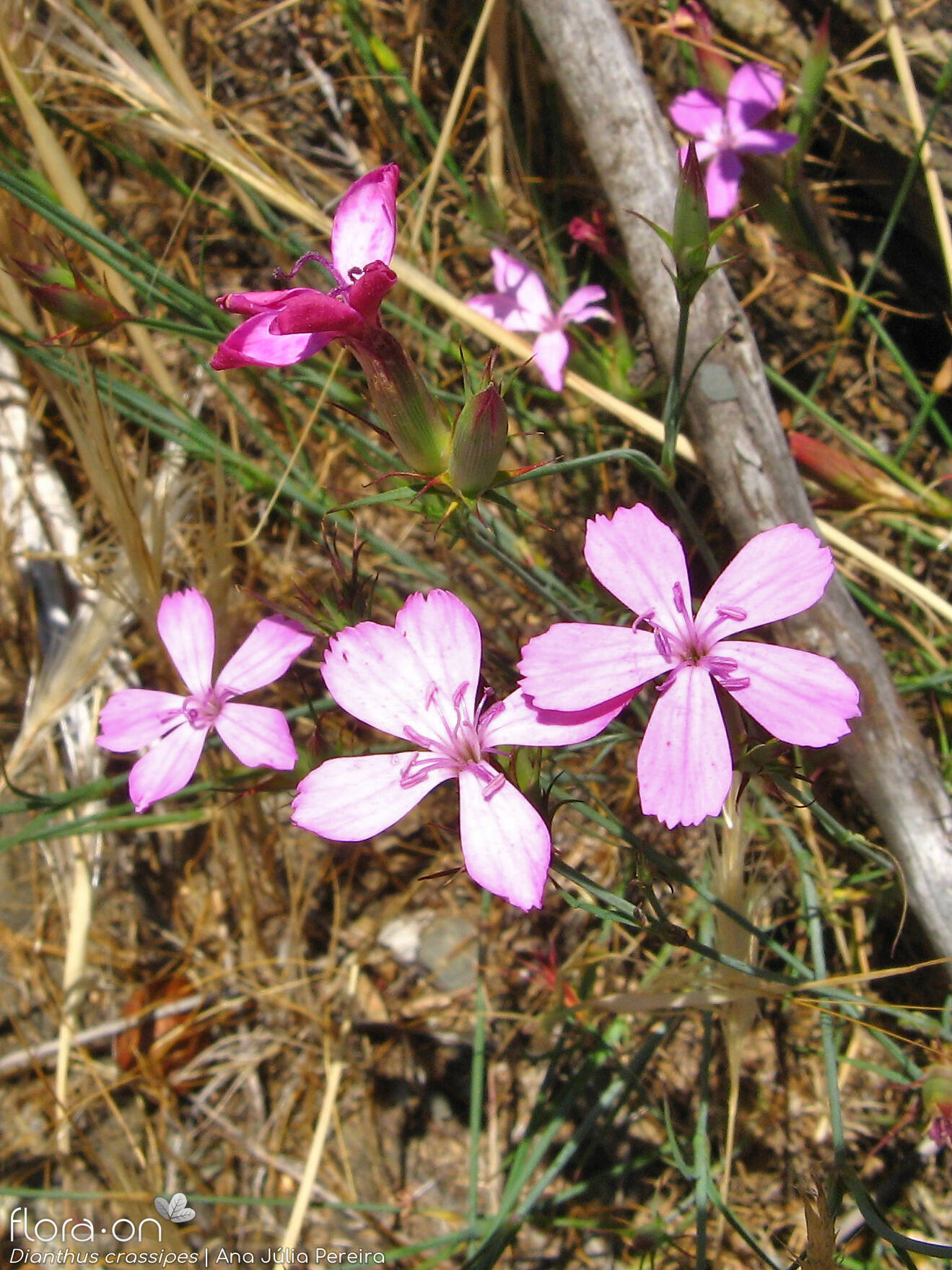 Dianthus crassipes - Flor (geral) | Ana Júlia Pereira; CC BY-NC 4.0