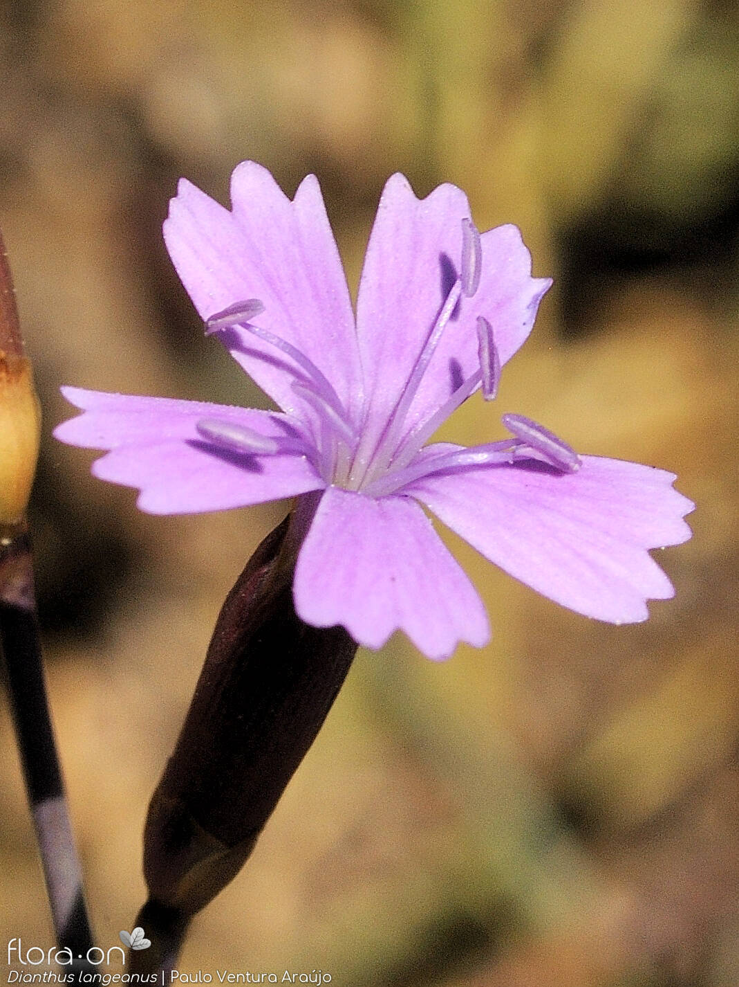 Dianthus langeanus