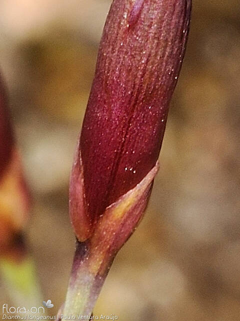 Dianthus langeanus - Cálice | Paulo Ventura Araújo; CC BY-NC 4.0