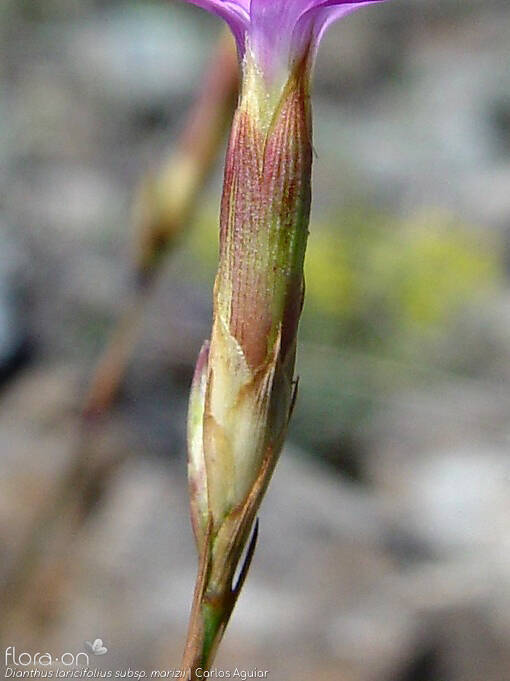 Dianthus laricifolius - Cálice | Carlos Aguiar; CC BY-NC 4.0