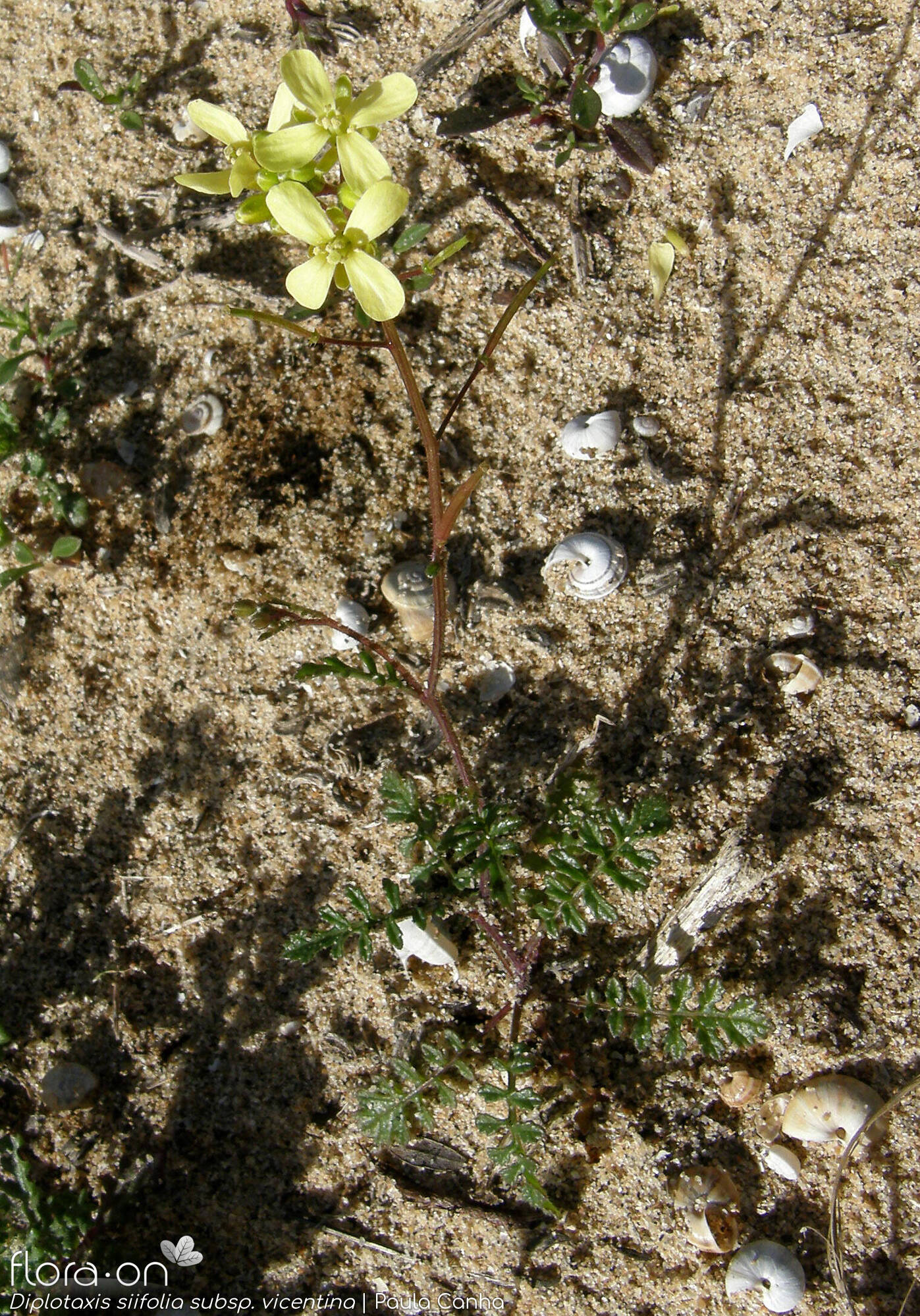 Diplotaxis siifolia - Hábito | Paula Canha; CC BY-NC 4.0
