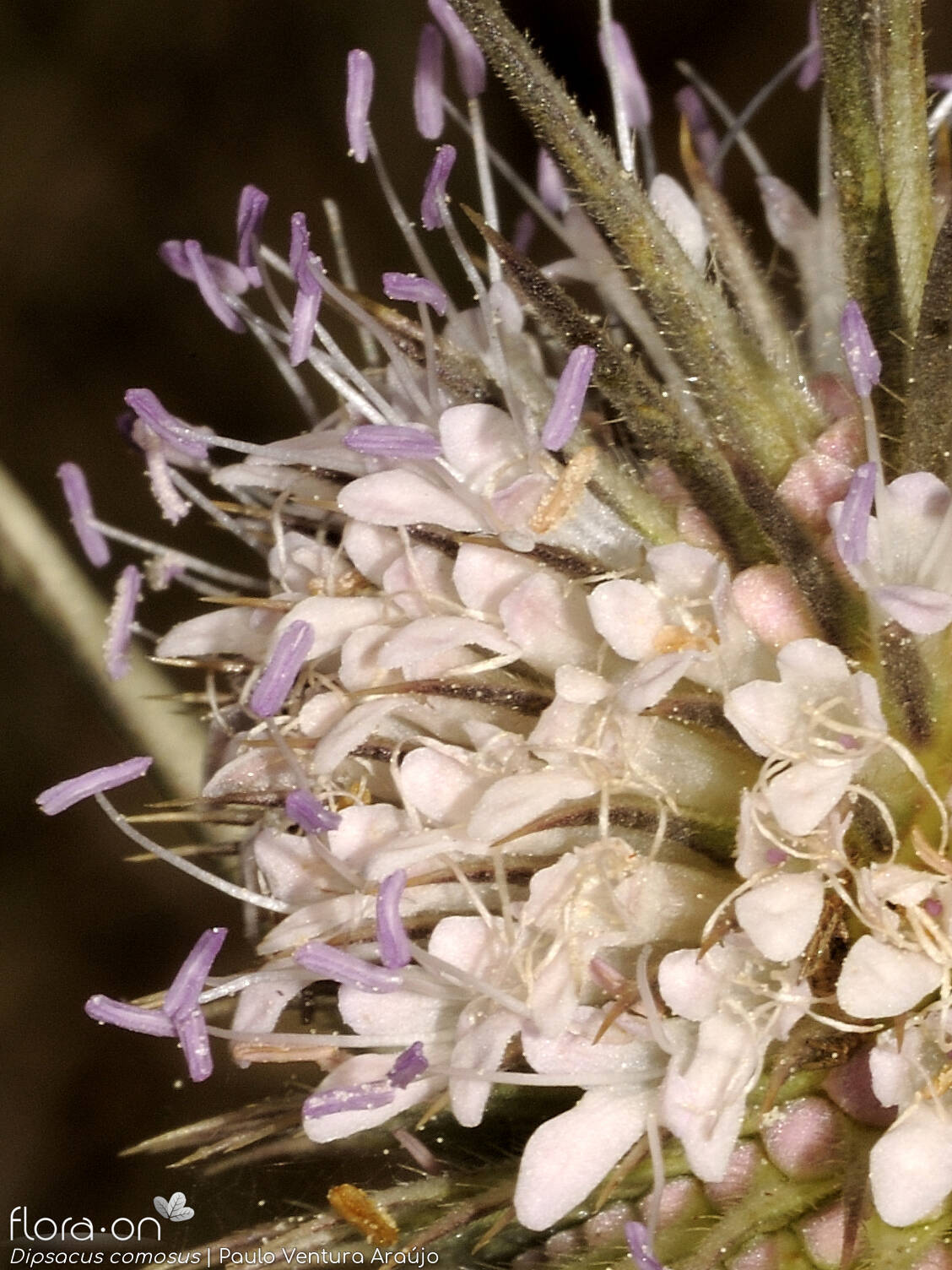 Dipsacus comosus - Flor (close-up) | Paulo Ventura Araújo; CC BY-NC 4.0