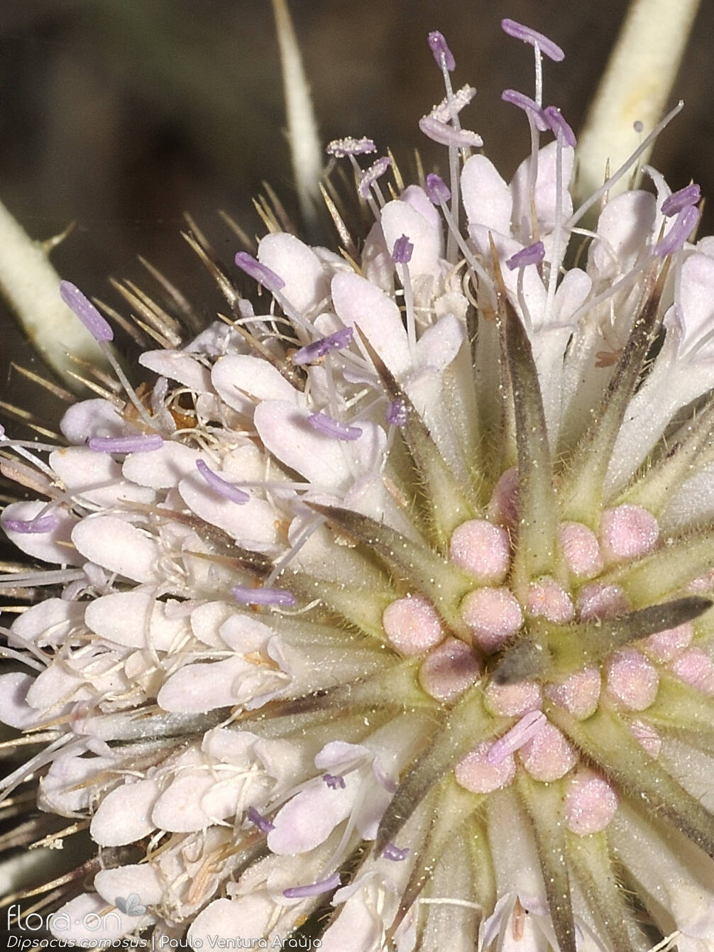 Dipsacus comosus - Flor (close-up) | Paulo Ventura Araújo; CC BY-NC 4.0