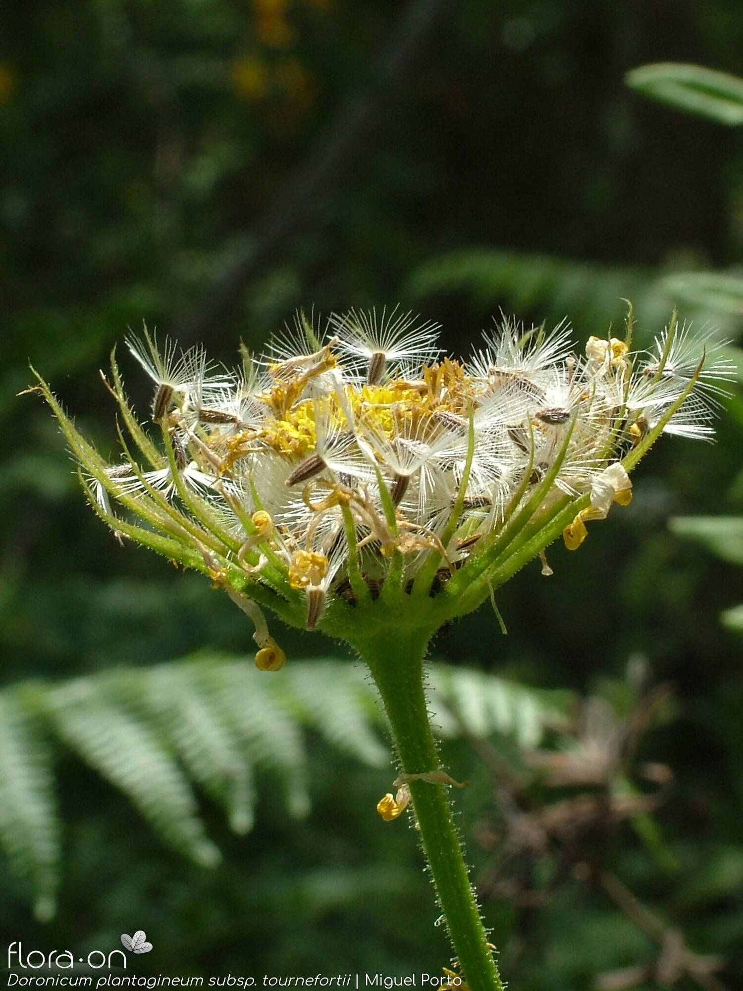 Doronicum plantagineum - Capítulo frutífero | Miguel Porto; CC BY-NC 4.0