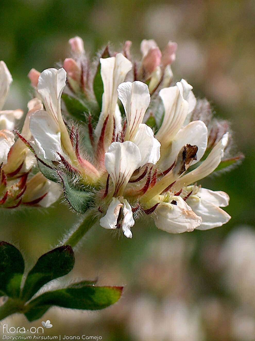 Dorycnium hirsutum - Flor (close-up) | Joana Camejo; CC BY-NC 4.0