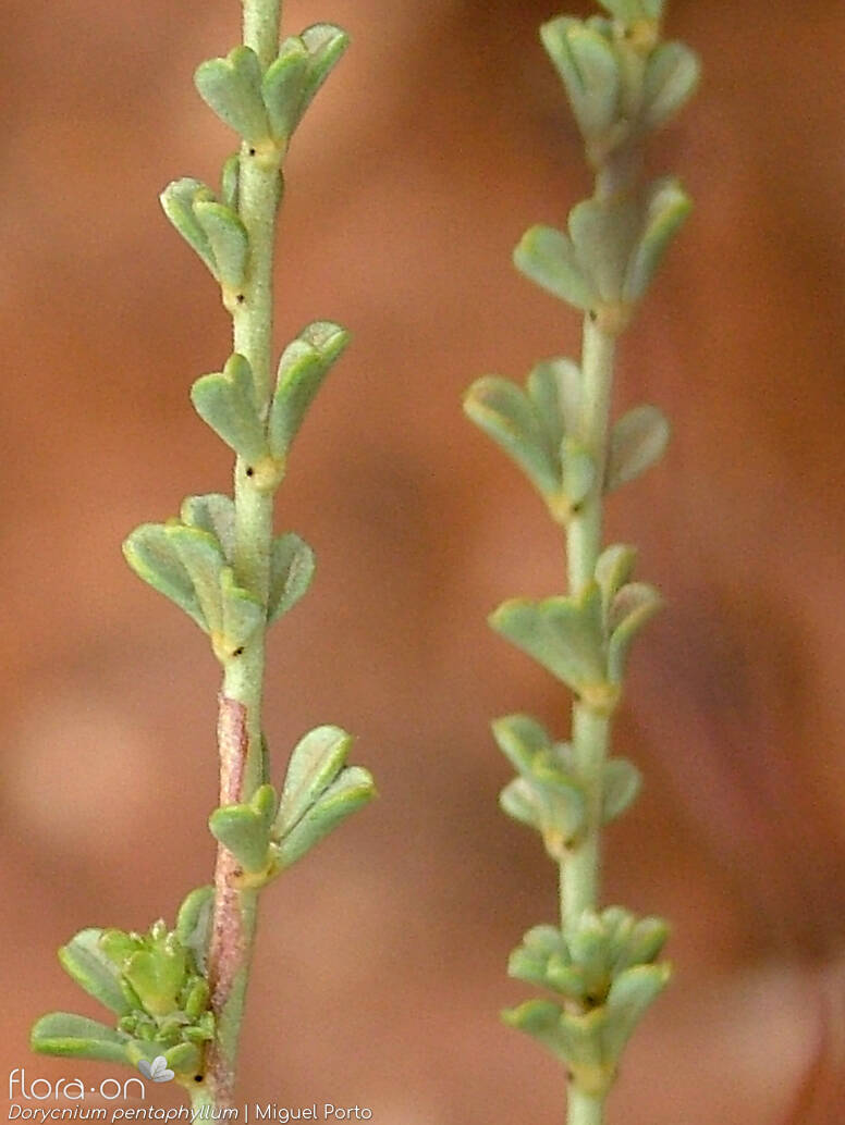 Dorycnium pentaphyllum - Folha | Miguel Porto; CC BY-NC 4.0