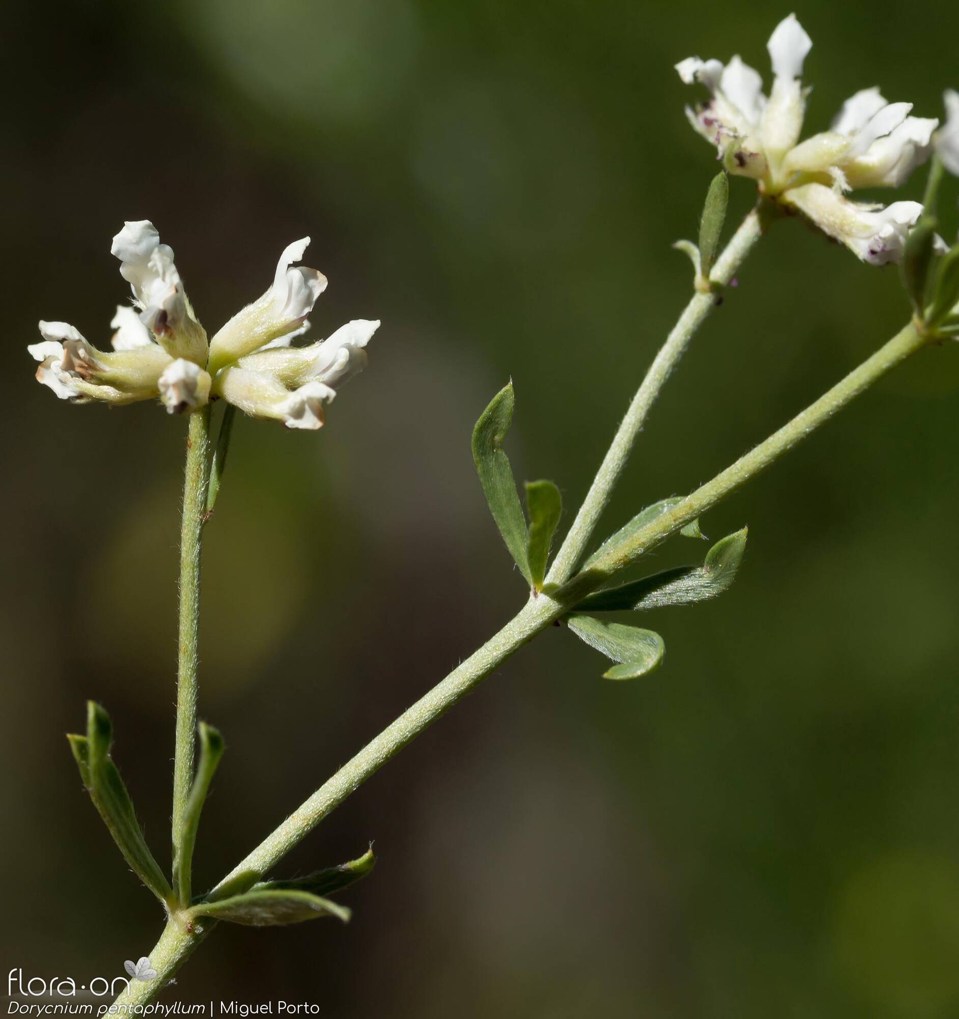Dorycnium pentaphyllum - Flor (geral) | Miguel Porto; CC BY-NC 4.0