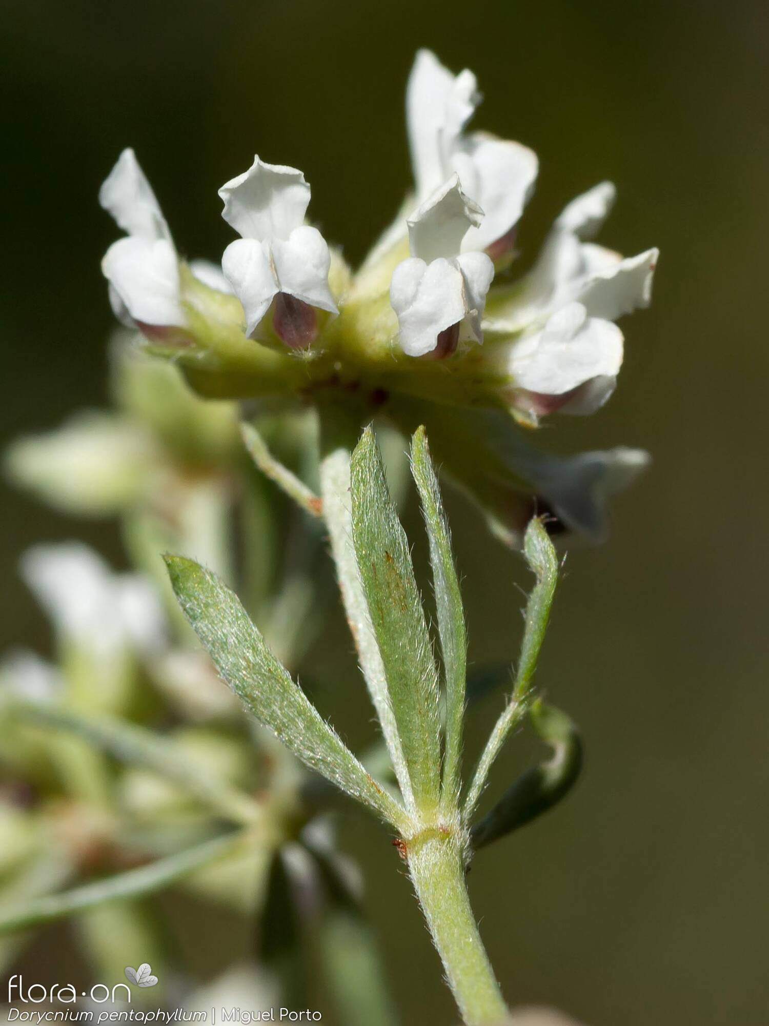 Dorycnium pentaphyllum - Flor (close-up) | Miguel Porto; CC BY-NC 4.0