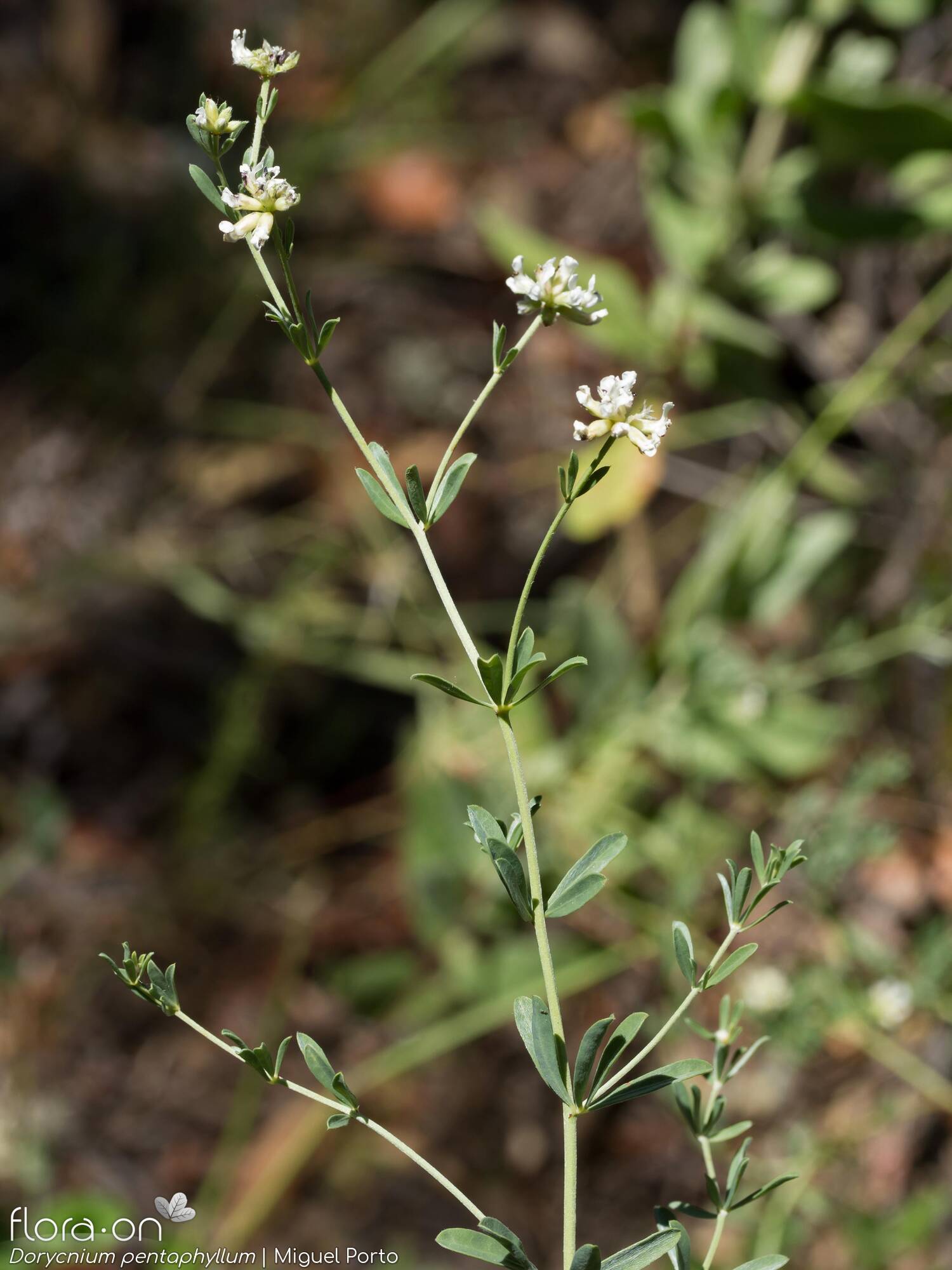 Dorycnium pentaphyllum - Flor (geral) | Miguel Porto; CC BY-NC 4.0