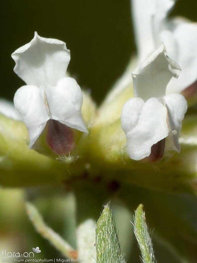Dorycnium pentaphyllum - Flor (close-up) | Miguel Porto; CC BY-NC 4.0