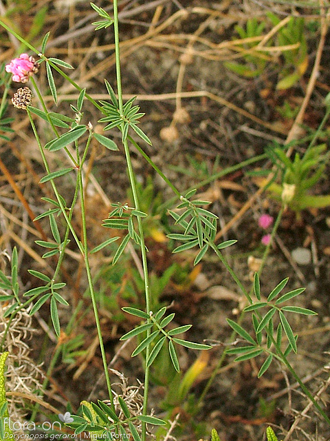 Dorycnopsis gerardi - Hábito | Miguel Porto; CC BY-NC 4.0