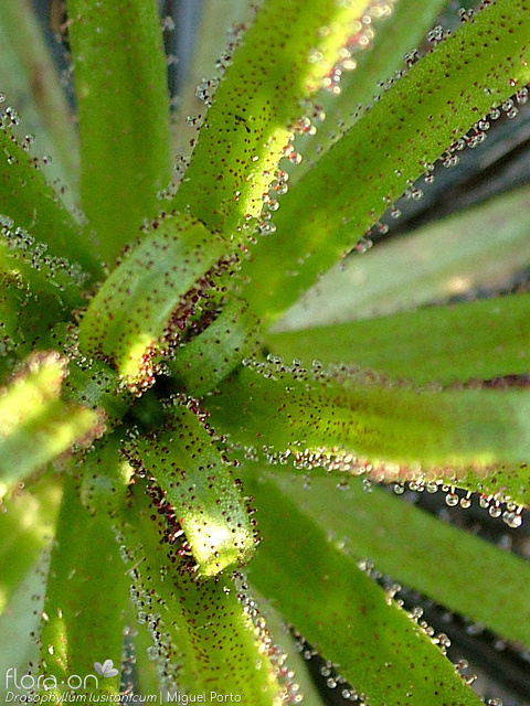 Drosophyllum lusitanicum - Folha | Miguel Porto; CC BY-NC 4.0