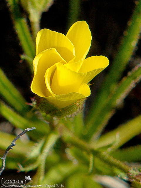 Drosophyllum lusitanicum - Flor (close-up) | Miguel Porto; CC BY-NC 4.0