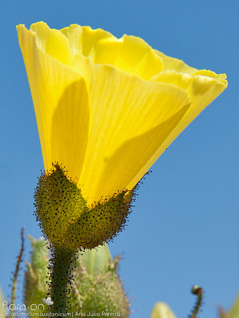 Drosophyllum lusitanicum - Flor (close-up) | Ana Júlia Pereira; CC BY-NC 4.0