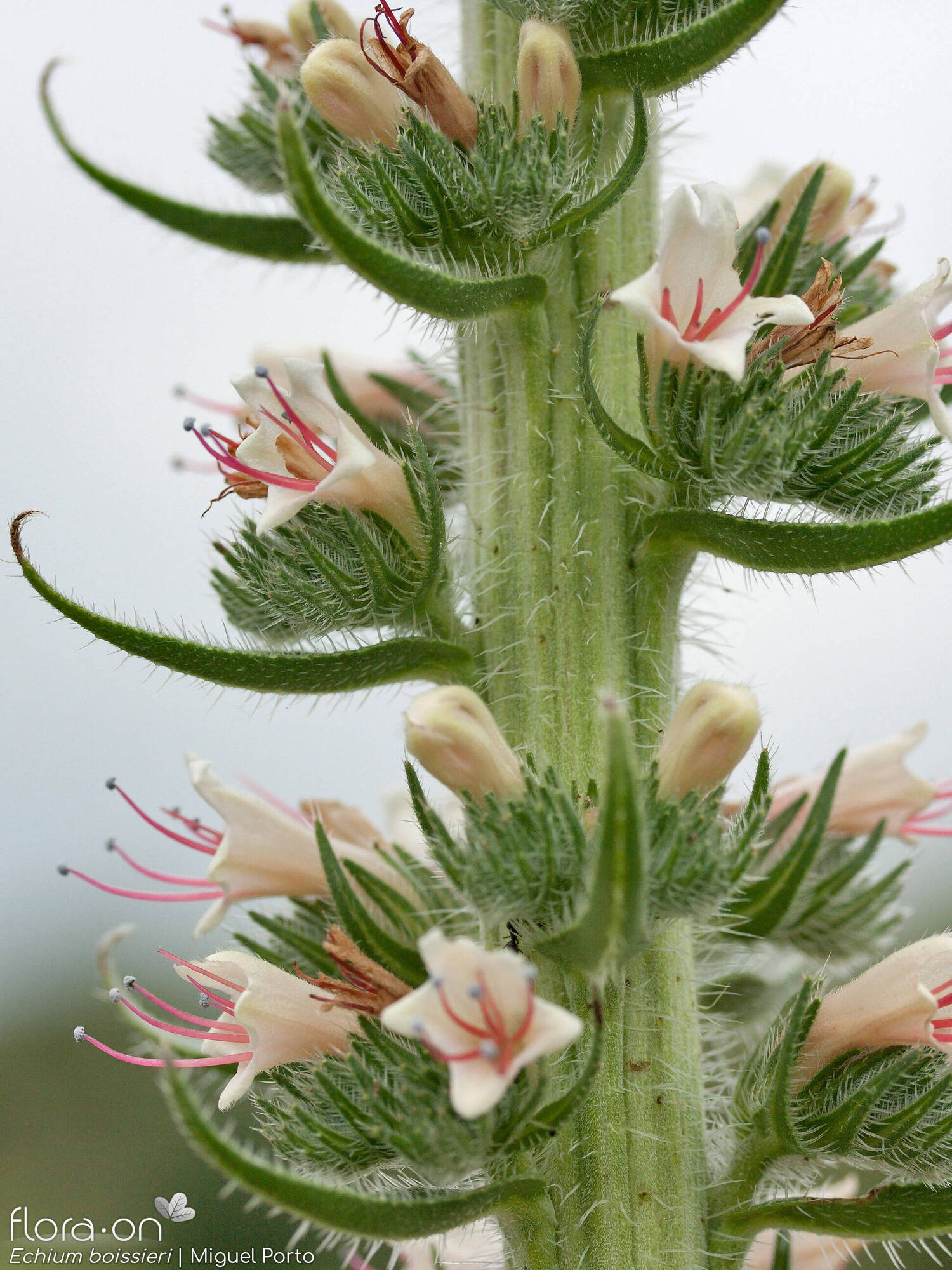 Echium boissieri - Flor (geral) | Miguel Porto; CC BY-NC 4.0