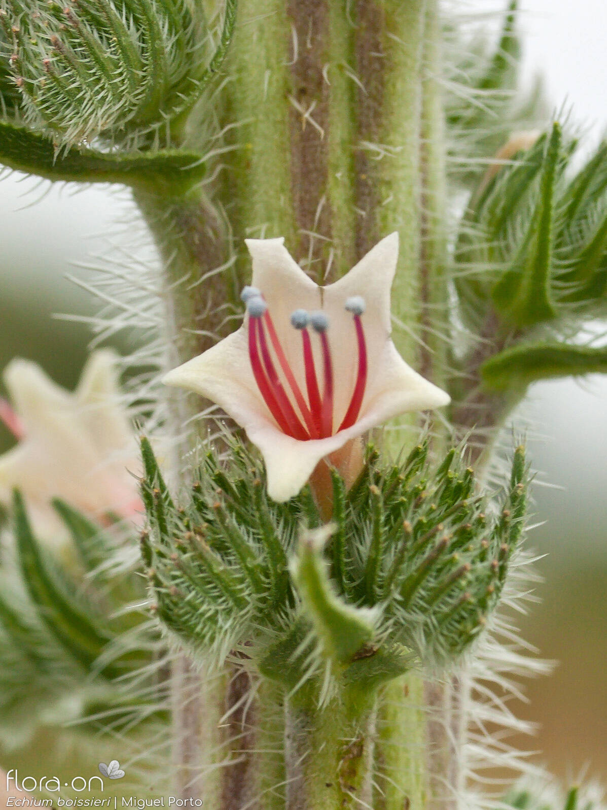 Echium boissieri - Flor (close-up) | Miguel Porto; CC BY-NC 4.0