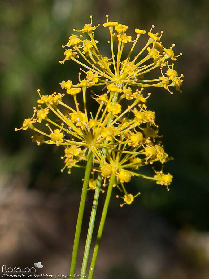 Elaeoselinum foetidum - Flor (close-up) | Miguel Porto; CC BY-NC 4.0