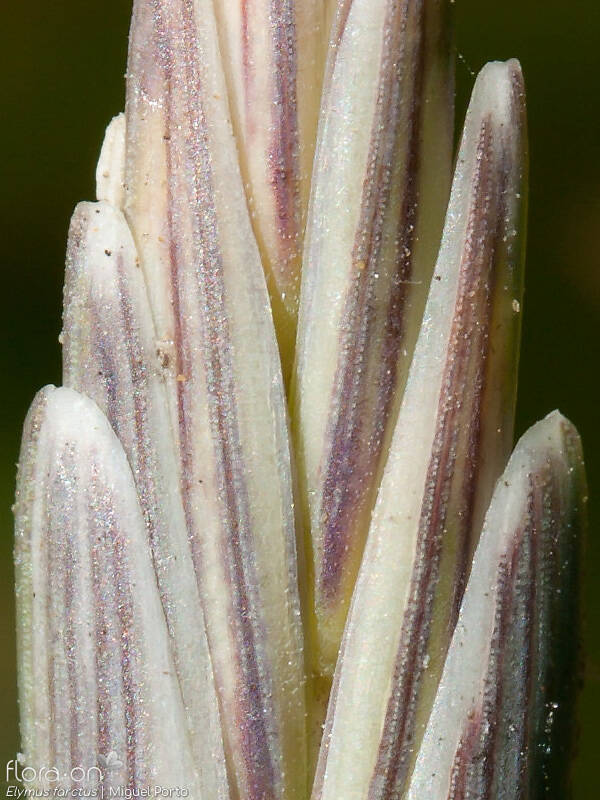 Elymus farctus - Flor (close-up) | Miguel Porto; CC BY-NC 4.0