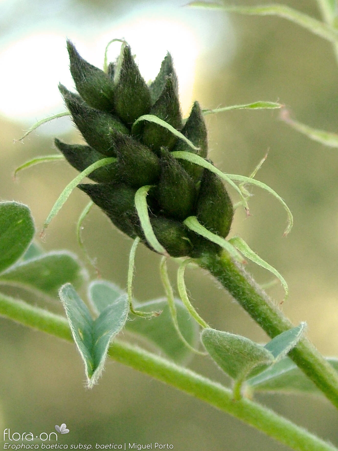 Erophaca baetica baetica - Flor (geral) | Miguel Porto; CC BY-NC 4.0