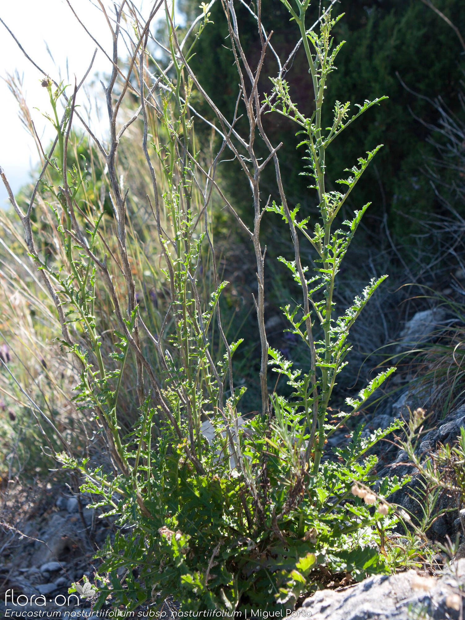 Erucastrum nasturtiifolium nasturtiifolium - Hábito | Miguel Porto; CC BY-NC 4.0