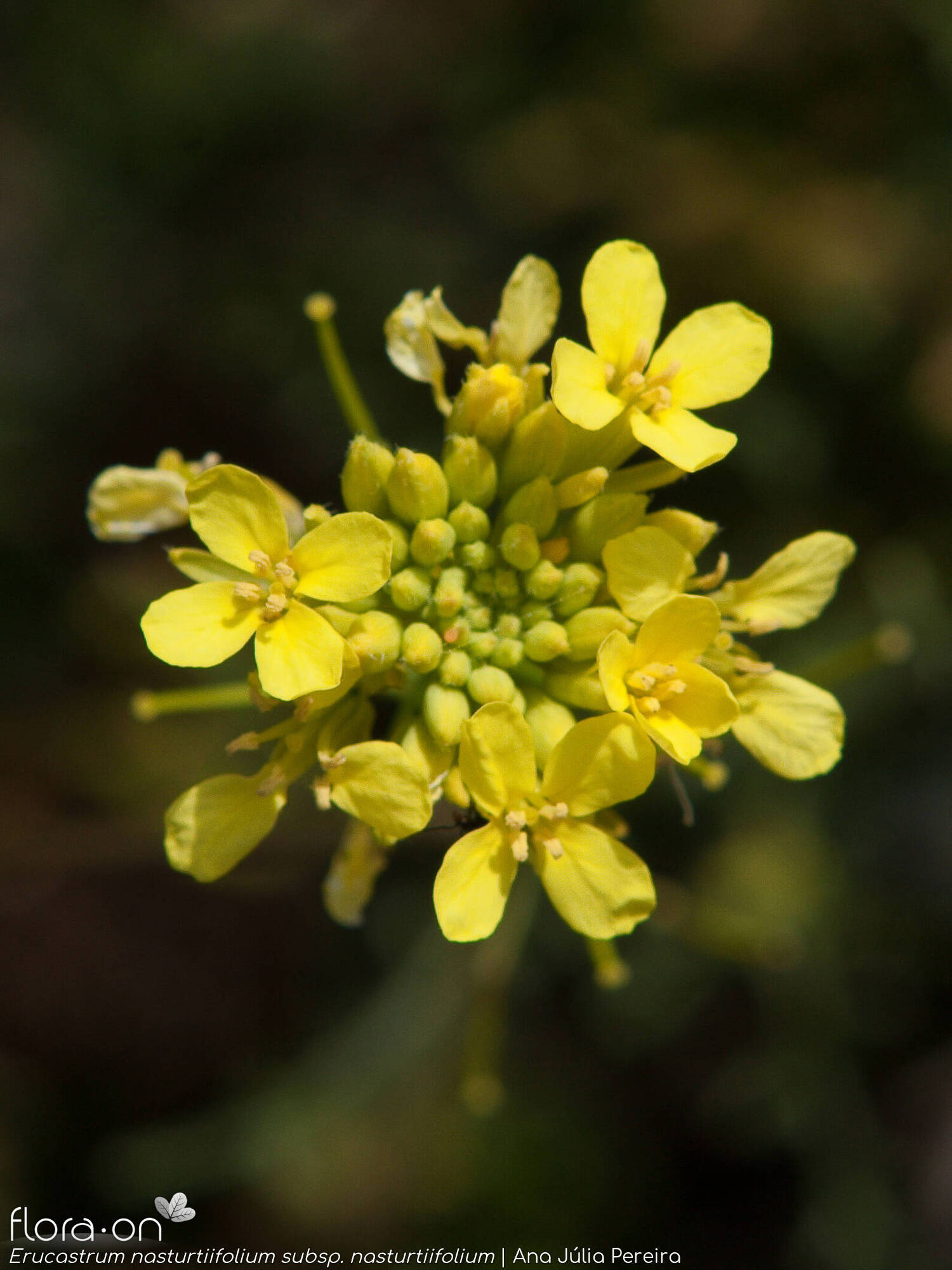 Erucastrum nasturtiifolium nasturtiifolium - Flor (close-up) | Ana Júlia Pereira; CC BY-NC 4.0