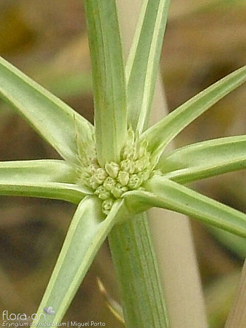 Eryngium corniculatum - Flor (close-up) | Miguel Porto; CC BY-NC 4.0