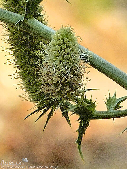 Eryngium duriaei - Flor (close-up) | Paulo Ventura Araújo; CC BY-NC 4.0