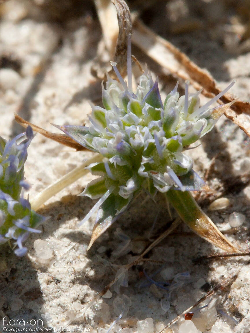 Eryngium galioides - Flor (close-up) | Miguel Porto; CC BY-NC 4.0