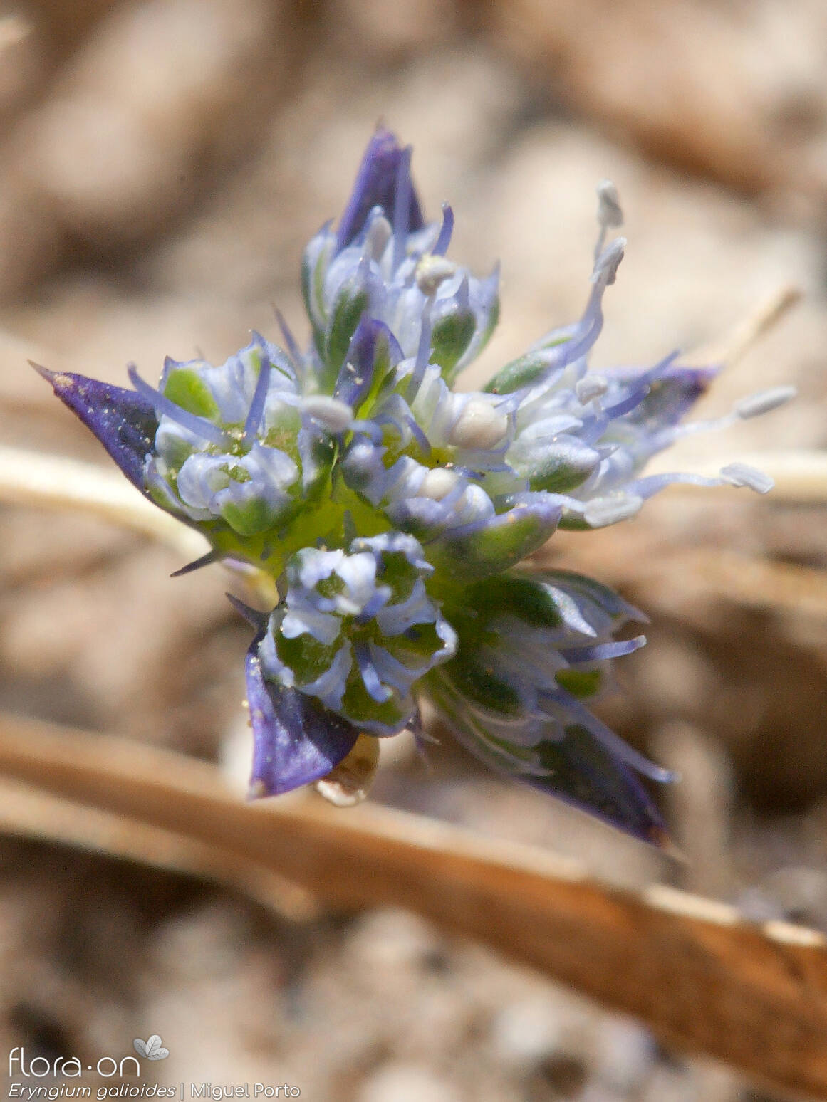 Eryngium galioides - Flor (close-up) | Miguel Porto; CC BY-NC 4.0