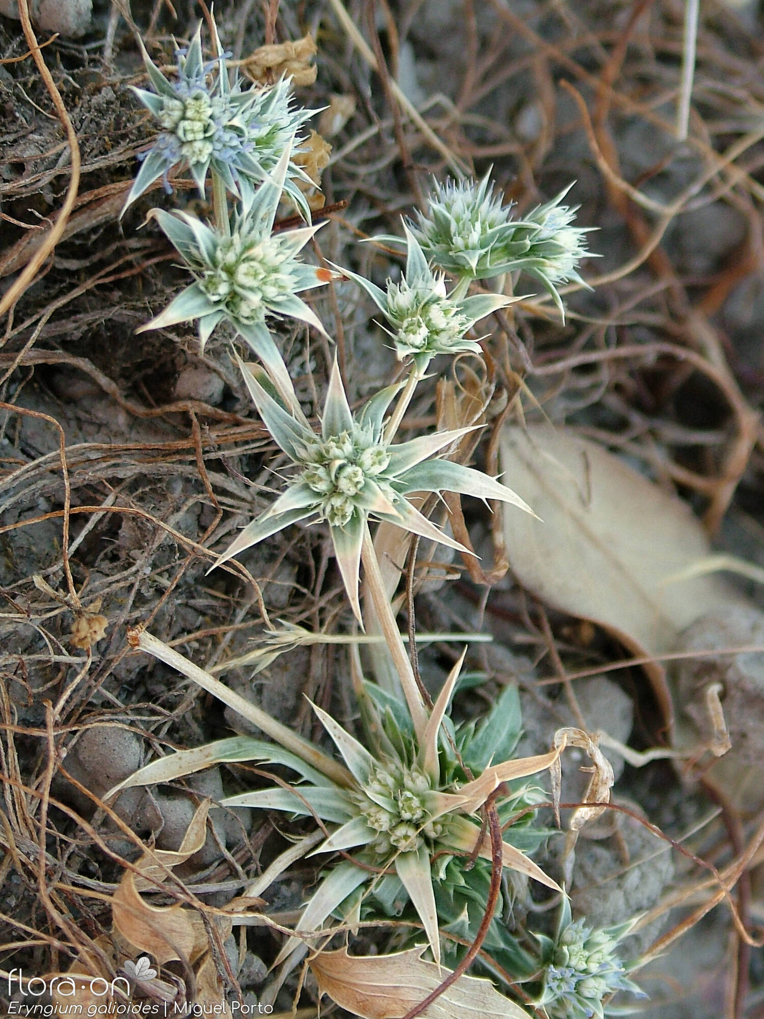 Eryngium galioides - Flor (geral) | Miguel Porto; CC BY-NC 4.0