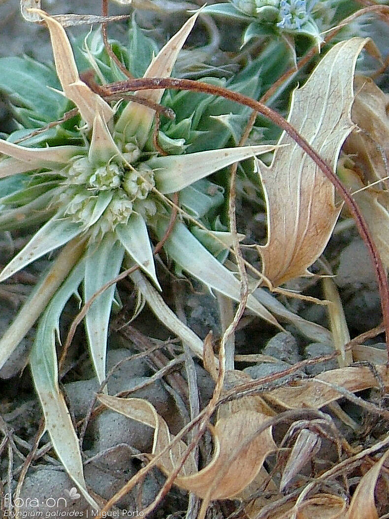 Eryngium galioides - Folha | Miguel Porto; CC BY-NC 4.0
