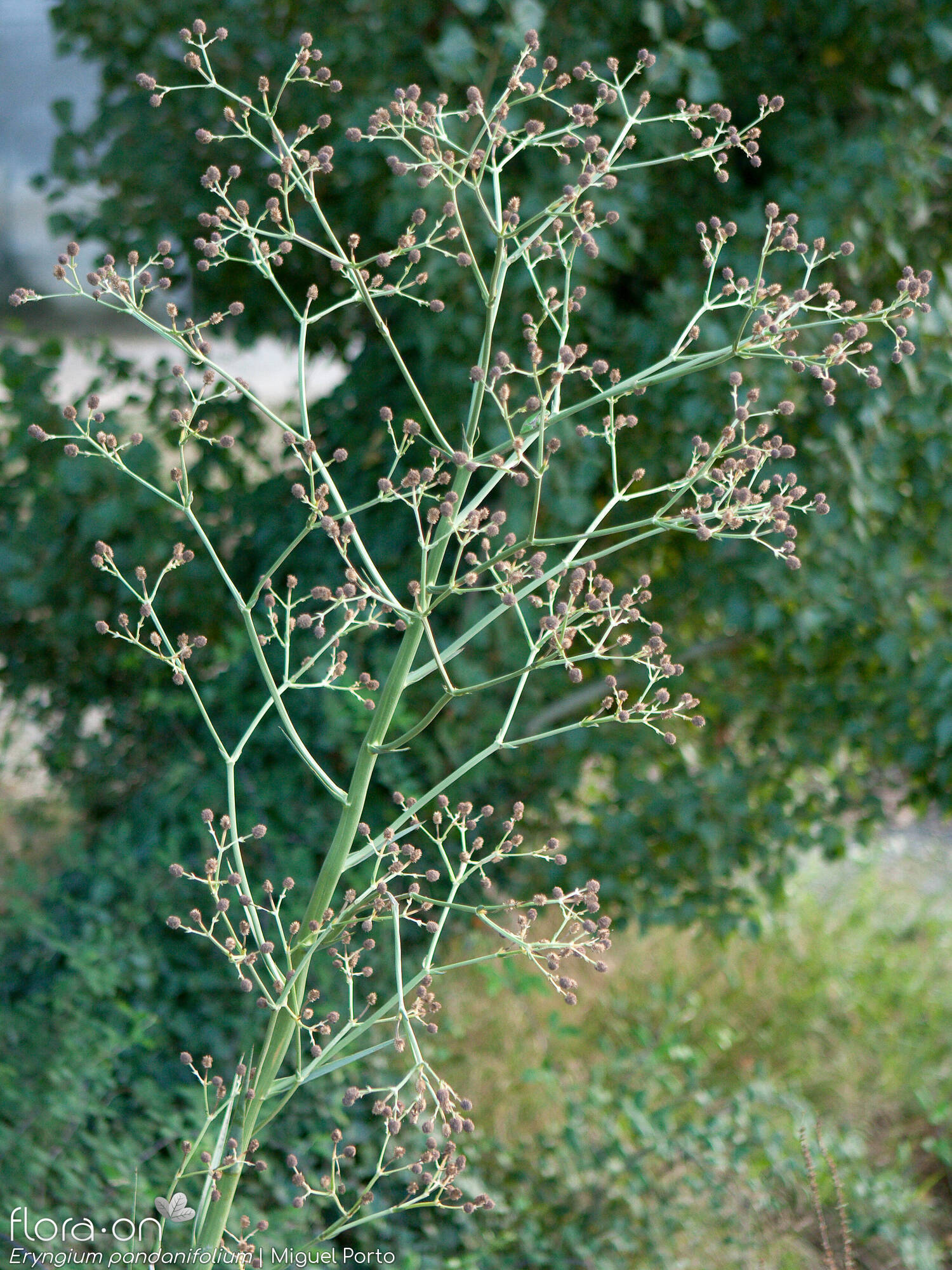 Eryngium pandanifolium - Flor (geral) | Miguel Porto; CC BY-NC 4.0